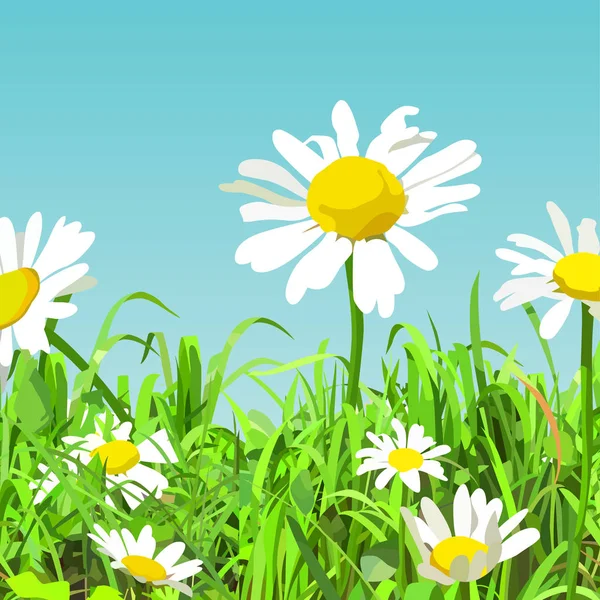 Summer background of cartoon green glade with daisy flowers — Stock Vector