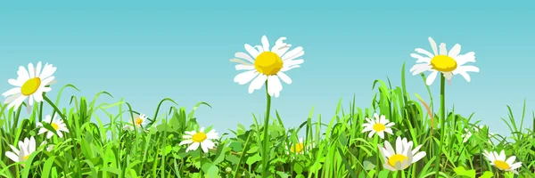 Panoramic background of cartoon green glade with daisy flowers — Stock Vector