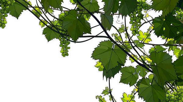 Schöne Rebe mit Trauben von grünen Trauben — Stockvektor