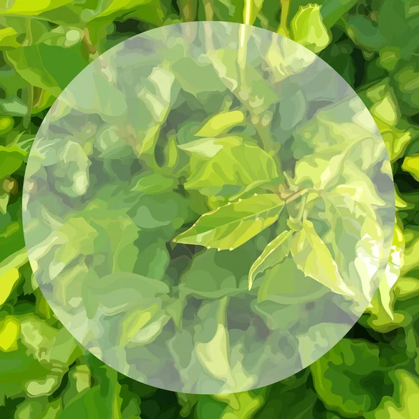 Quadratisch Grüner Sommerhintergrund Mit Dichter Vegetation Und Kreis Der Mitte — Stockvektor