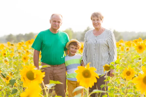 Abuelos Con Nieto Pie Verano Aire Libre Campo Girasol Concepto —  Fotos de Stock