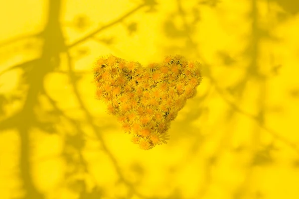 Hart Van Paardebloem Bloemen Gele Achtergrond Met Schaduwen Van Bomen — Stockfoto