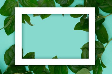 Yeşil yapraklı yaratıcı bir düzen ve kağıt üzerine kopyalama alanı için boş kare çerçeve. Düz yatıyordu. Doğa konsepti