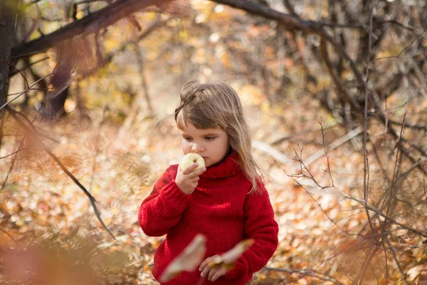 Kind Roten Pullover Isst Apfel Herbstlichen Garten — Stockfoto