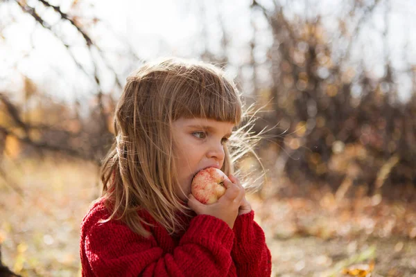 Kind Roten Pullover Isst Apfel Herbstlichen Garten — Stockfoto