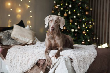 Köpek Noel ağacının yanında poz veriyor.