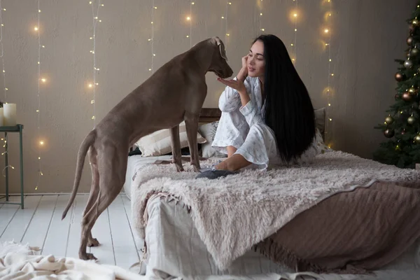 Köpek Weimaraner Pijamalı Mutlu Genç Kadın Evde Yeni Yılı Bekliyor — Stok fotoğraf