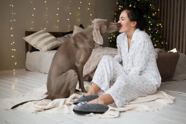 Köpek Weimaraner Pijamalı Mutlu Genç Kadın Evde Yeni Yılı Bekliyor — Stok fotoğraf