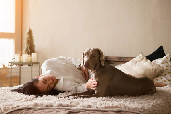 Pijamalı mutlu bir genç kadın ve evde yatakta yatan bir köpek weimaraner. Kış ya da Noel hafta sonu konsepti.