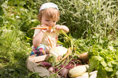 Şirin küçük kız çiftliğin dışında taze organik sarı havuç yiyor. Güzel kıvırcık kız bahçede tahta bir sandık sebzeyle oturuyor..