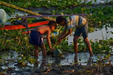 Kids catch fish in muddy lake edge using traditional hand nets, surrounded by water hyacinths. August 31, 2025, Praya Lombok Indonesia.