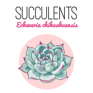 Güzel etli echeveria chihuahuensis Illustration. Vektör çiçek tasarım. Botanik kartı.