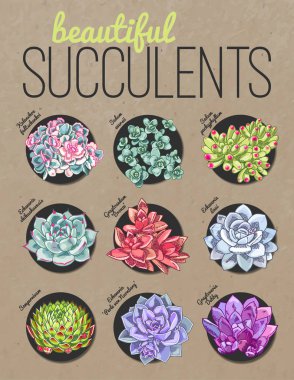 Succulents farklı tür. Vektör çiçek çizim.