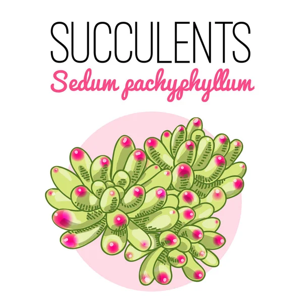 Illustrationen Vackra Saftiga Sedum Pachyphyllum Vector Blommönster Botaniska Kort — Stock vektor