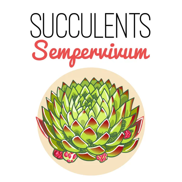 Illustrationen Vackra Saftiga Sempervivum Vector Blommönster Botaniska Kort — Stock vektor