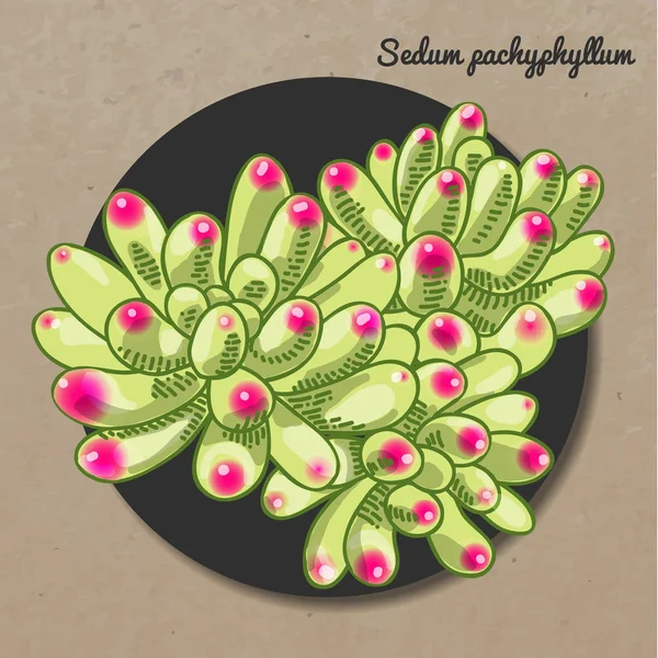 Illustrationen Vackra Saftiga Sedum Pachyphyllum Vector Blommönster Botaniska Kort — Stock vektor