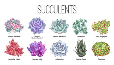 Farklı tür succulents Illustration. Vektör çiçek tasarım. Ev sıcak ve kurak iklim bitkilerden. Echeveria, bahçedeki, kalanşoy, haworthia, graptosedum, sempervivum ve graptoveria.