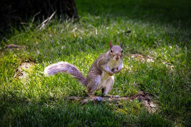 Doğu Gri Sincap Central Park, New York 'ta görüldü.
