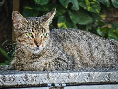 Metal Yüzeyde Dinlenen Yeşil Gözlü Tekir Kedi