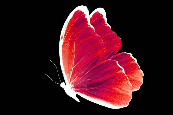 butterfly with red wings. isolated on black background