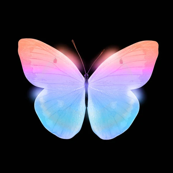 color butterfly isolated on black background. High quality photo