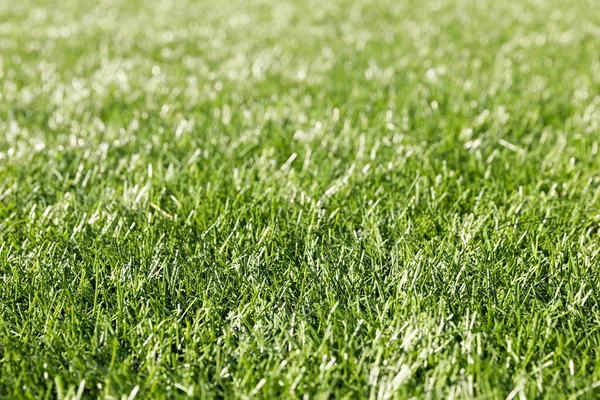 bright green grass. background for design. High quality photo