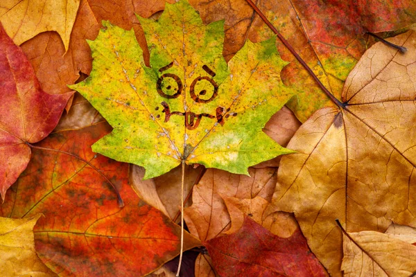 funny face on an autumn leaf