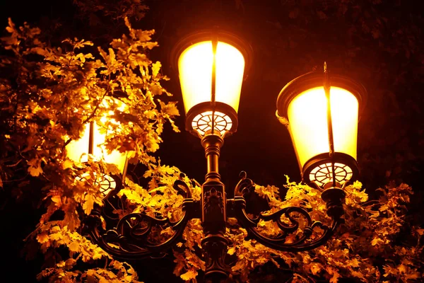 glowing street lamp in the park at night