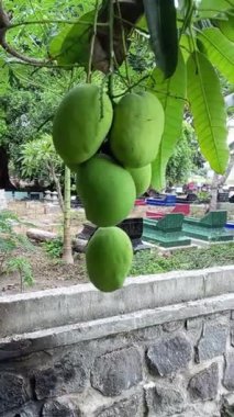 Bahçede taze yeşil elmalar