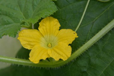 Salatalık çiçek şube