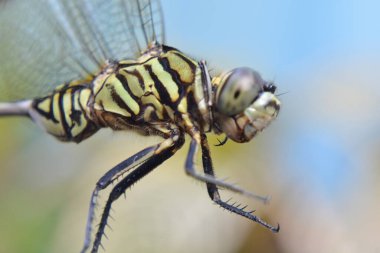 Yusufçuk böceği, flora ve fauna