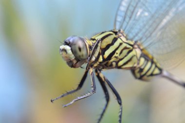 Yapraktaki yusufçuk