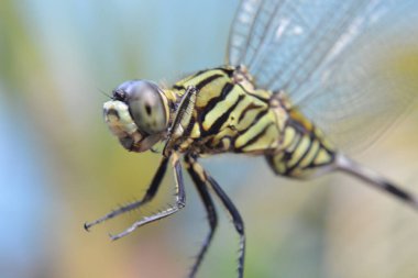 Yusufçuk closeup görünümü