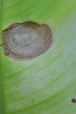 Yeşil bir yaprağa yaklaş