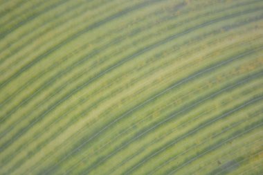 yeşil yaprak arkaplan dokusu