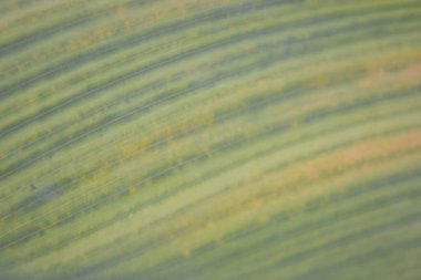 Arkaplan için yeşil yaprak dokusunu kapat