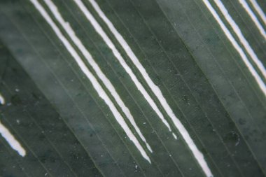 Yeşil yaprakların soyut arkaplanı. Kapat - kapat.