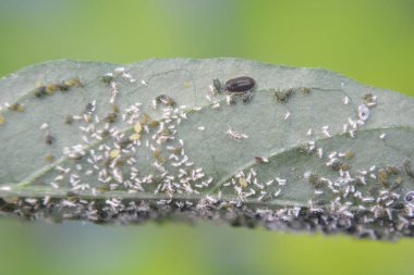 Yeşil böceğin yakın görüntüsü