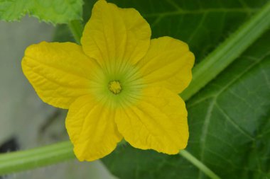 Sarı salatalık çiçekleri kapatın.