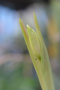 Güzel botanik fotoğrafı, doğal duvar kağıdı.