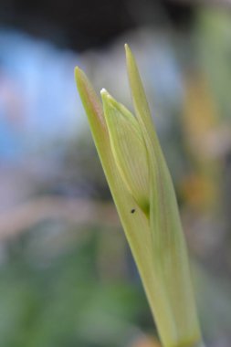 Genç, yeşil bir bitkinin yakınında.