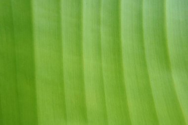 Yeşil yaprağı kapat