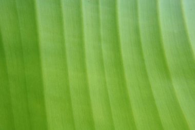 Yeşil yaprak, doğa bitki örtüsü ve yapraklar.