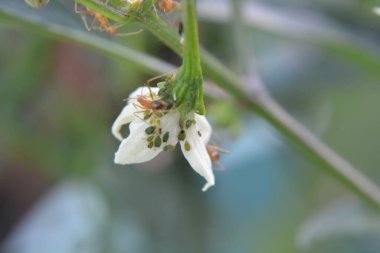 Açık havada büyüyen çiçeklerin kapağını kapatın.