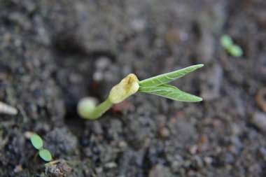 Yerde yeşil filizler