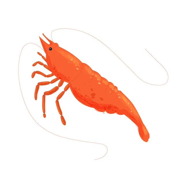 Shrimp isolated on white background. Cartoon. Vector. Logo, icon. Fresh shrimp. — Stock Vector