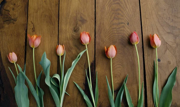 Rote Blumen Einer Gartentulpe Auf Einem Makrofoto Mit Holzhintergrund — Stockfoto
