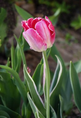 açık alanda büyüyen bir bahçe Lale çiçek. sıcak bahar öğleden sonra makro fotoğraf