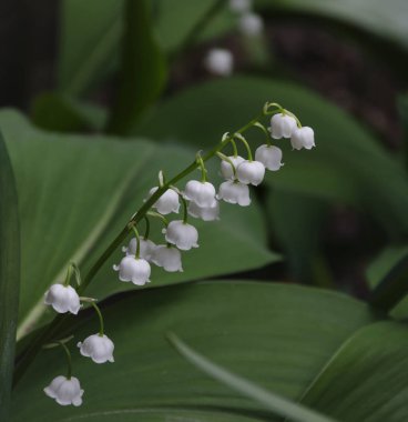lily vadi, beyaz arka planı yeşil ayrılış bir sıcak bahar öğleden sonra ormandaki önümüzdeki