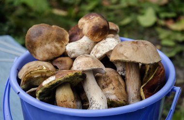 kahverengi şapkalı yenilebilir mantar yalan bir kova, bir sonbahar günü sıcak, yakın çekim